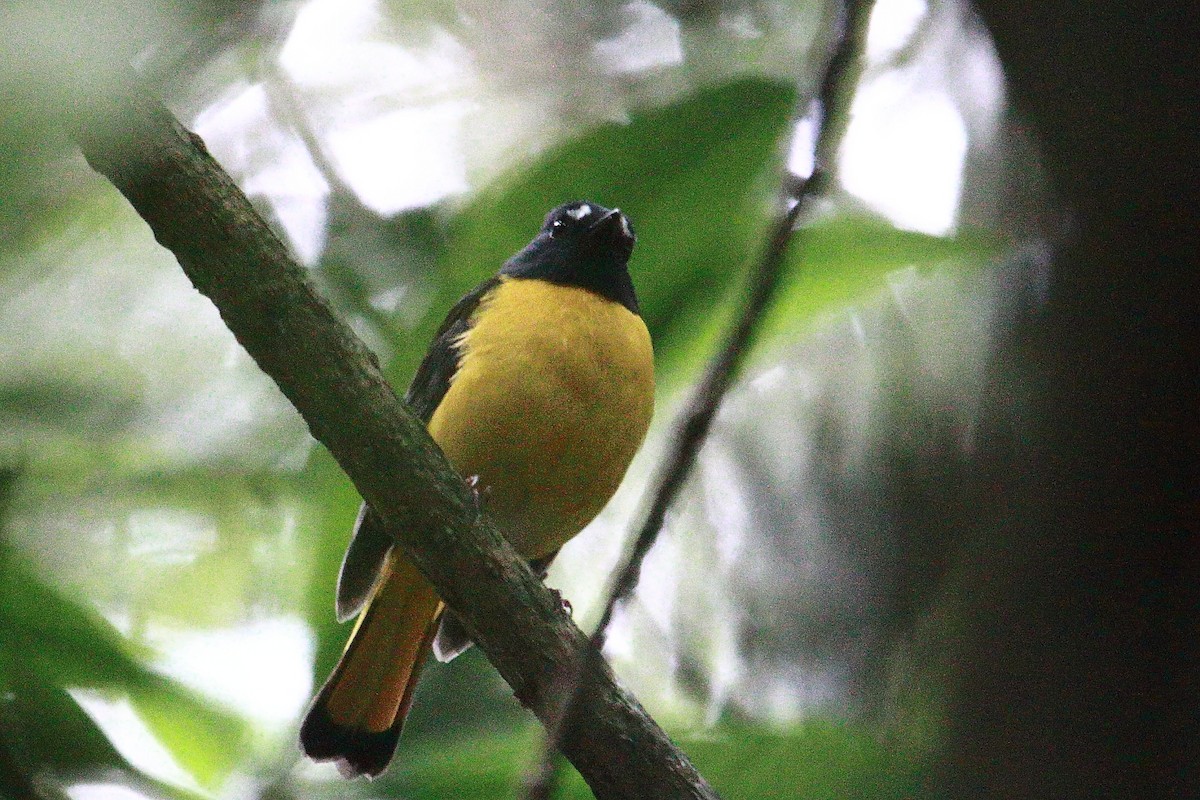 White-starred Robin - ML627611277