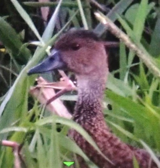 West Indian Whistling-Duck - ML627611330