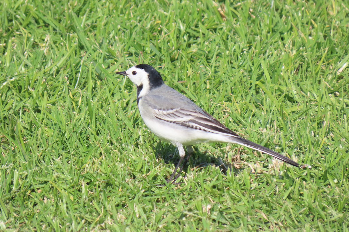 White Wagtail - ML627611449