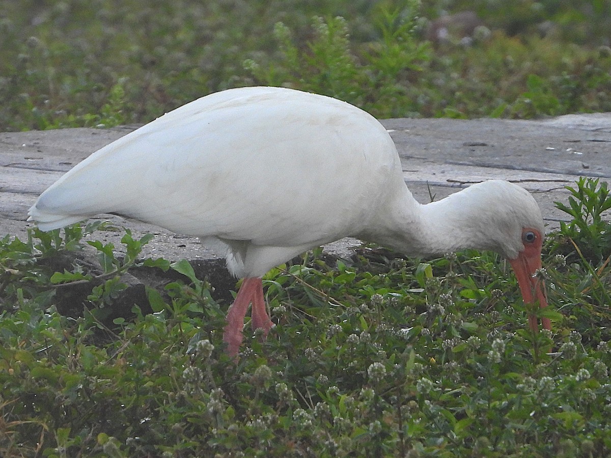 White Ibis - ML627611459