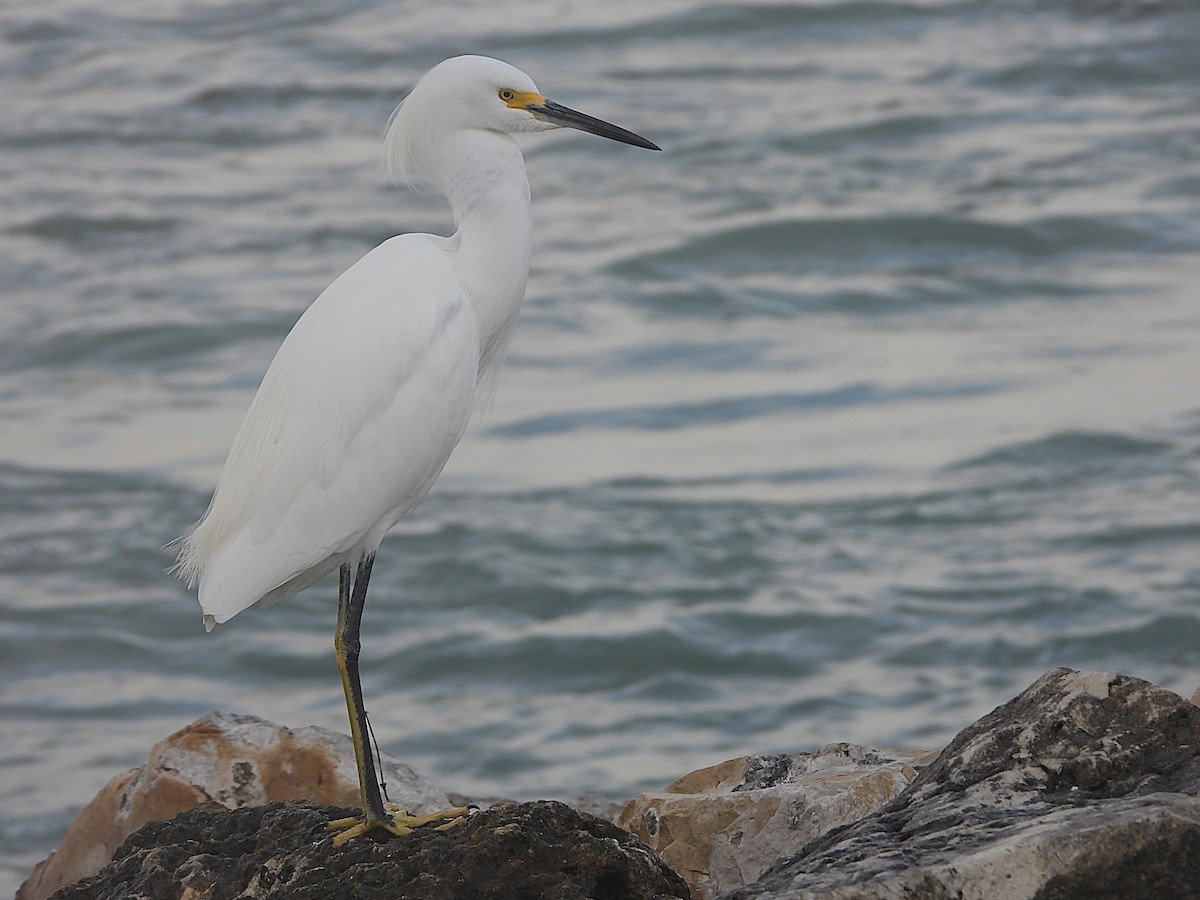 Snowy Egret - ML627611468