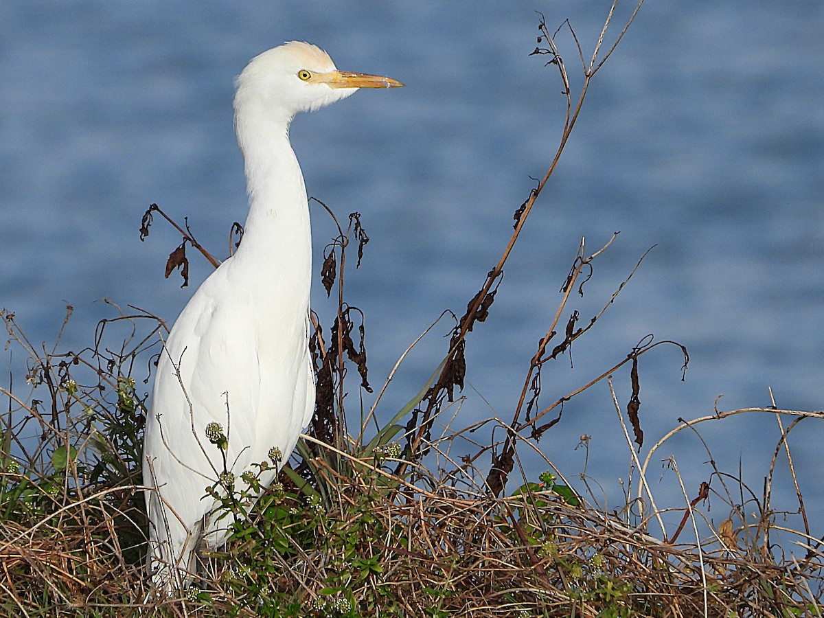 Western Cattle-Egret - ML627611471