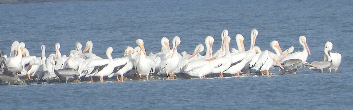 American White Pelican - ML627611478