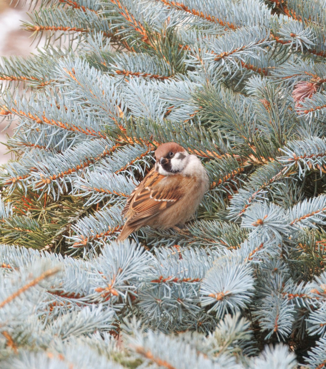 Хээрийн бор шувуу - ML627611483