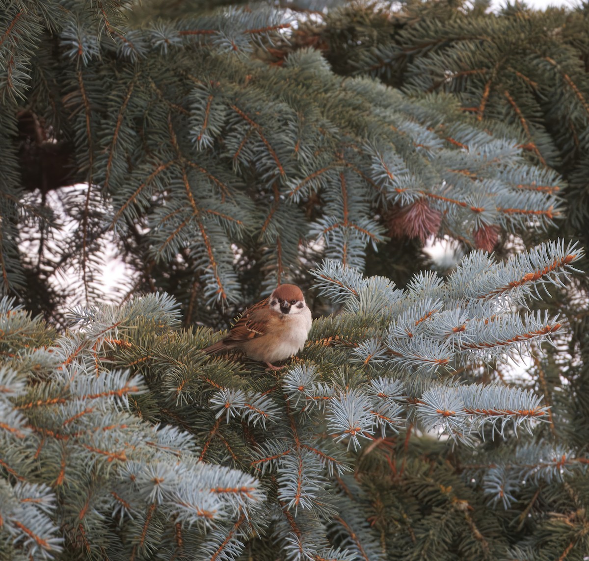 Хээрийн бор шувуу - ML627611484