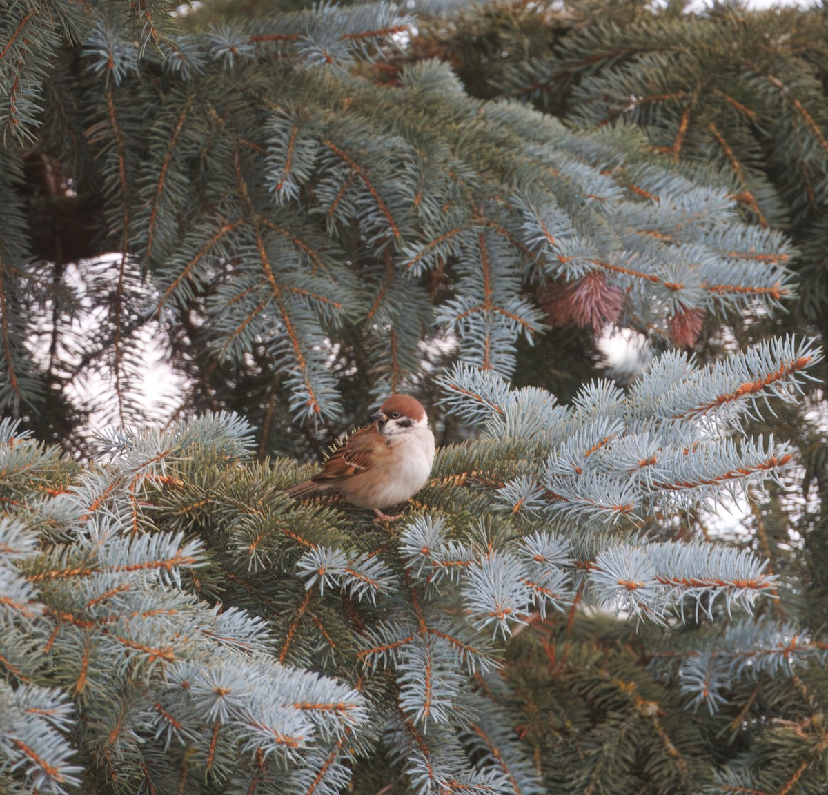 Хээрийн бор шувуу - ML627611485