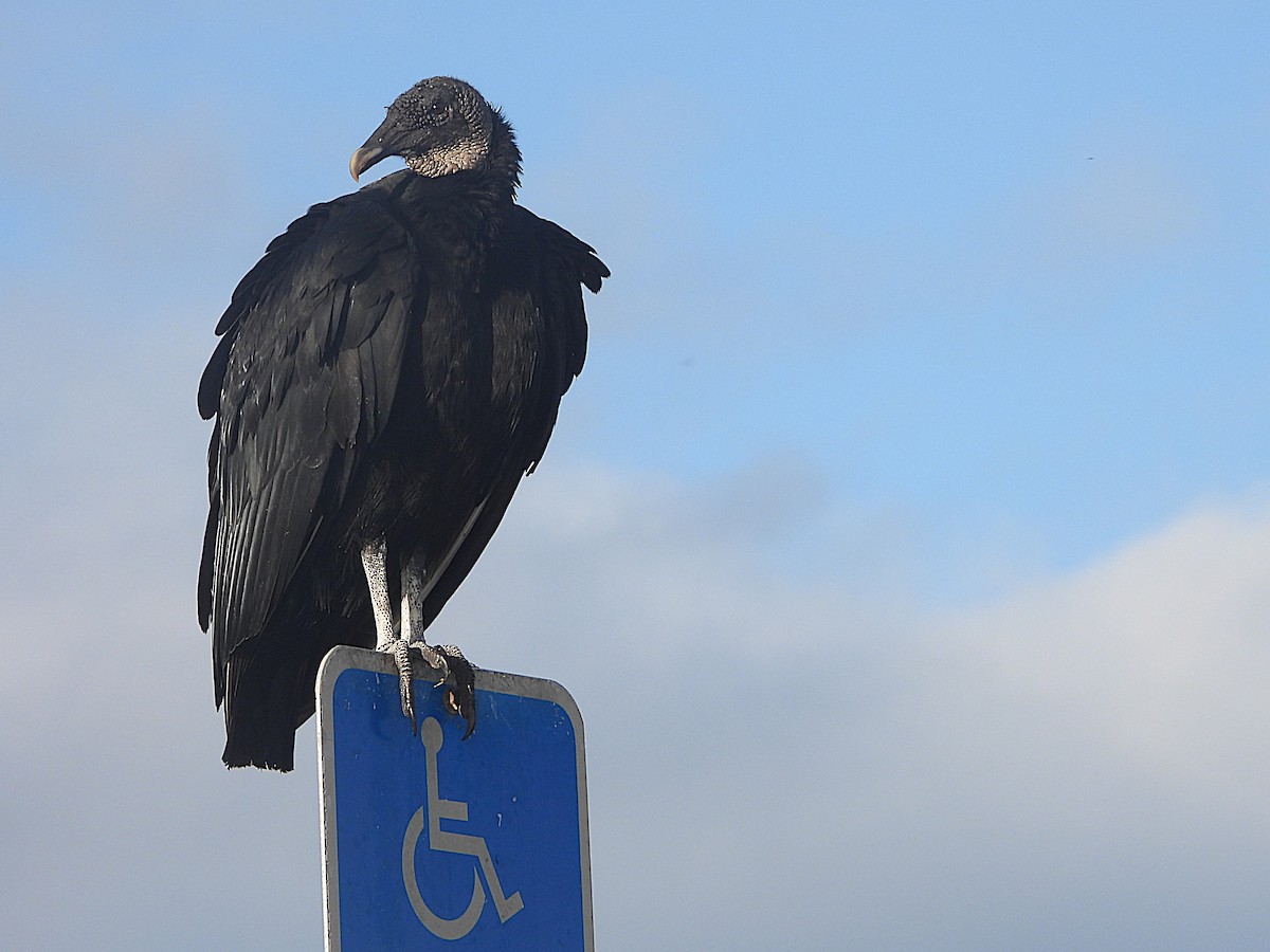 Black Vulture - ML627611487