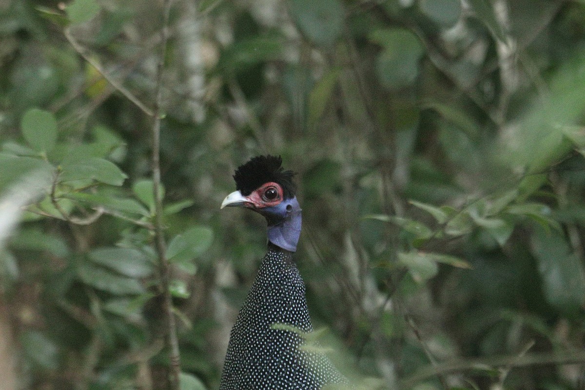 Eastern Crested Guineafowl - ML627611508