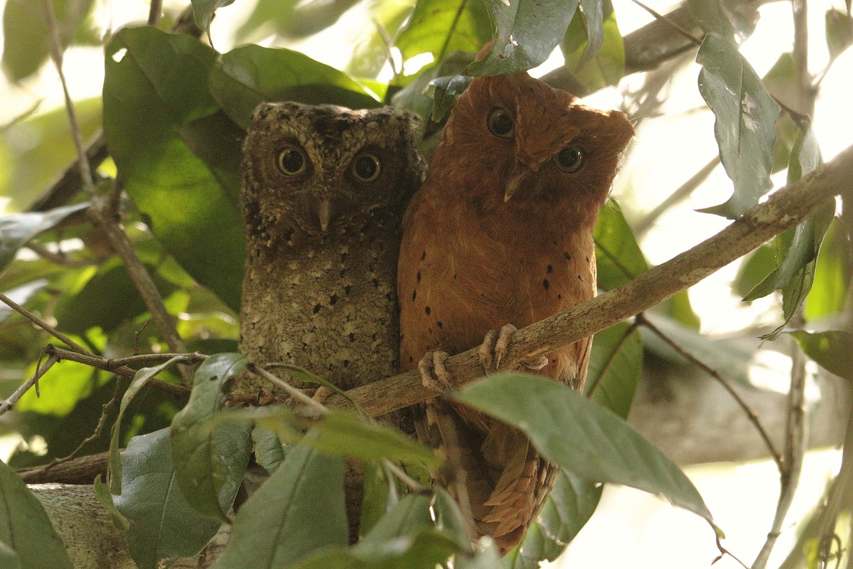 Sokoke Scops-Owl - ML627611519