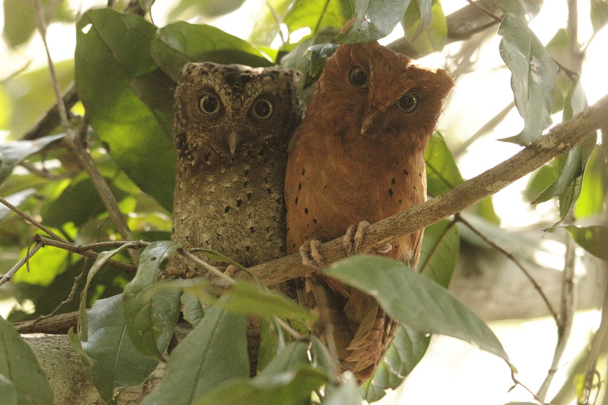 Sokoke Scops-Owl - ML627611520