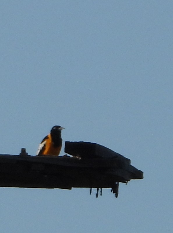 Venezuelan Troupial - ML627611547