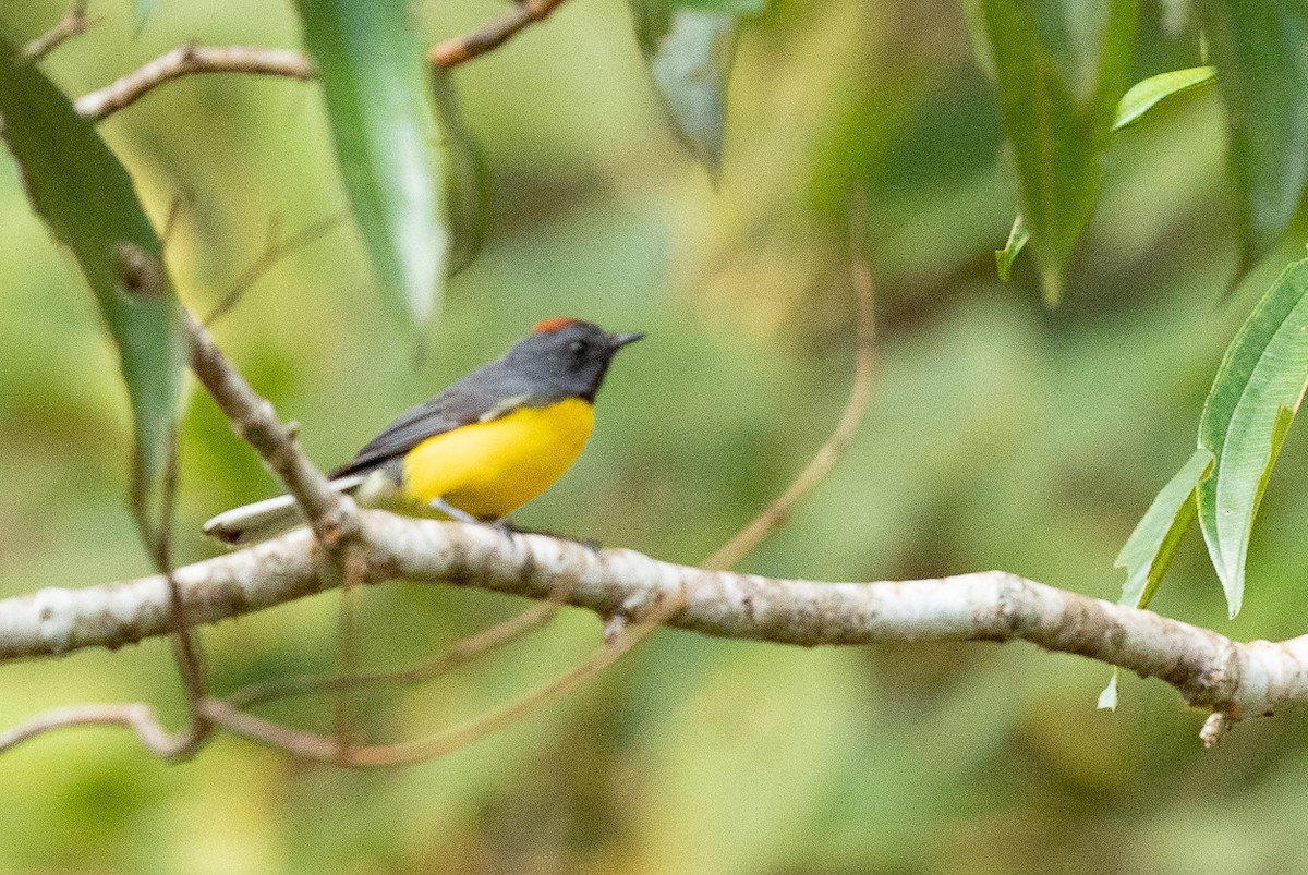 Slate-throated Redstart - ML627611818