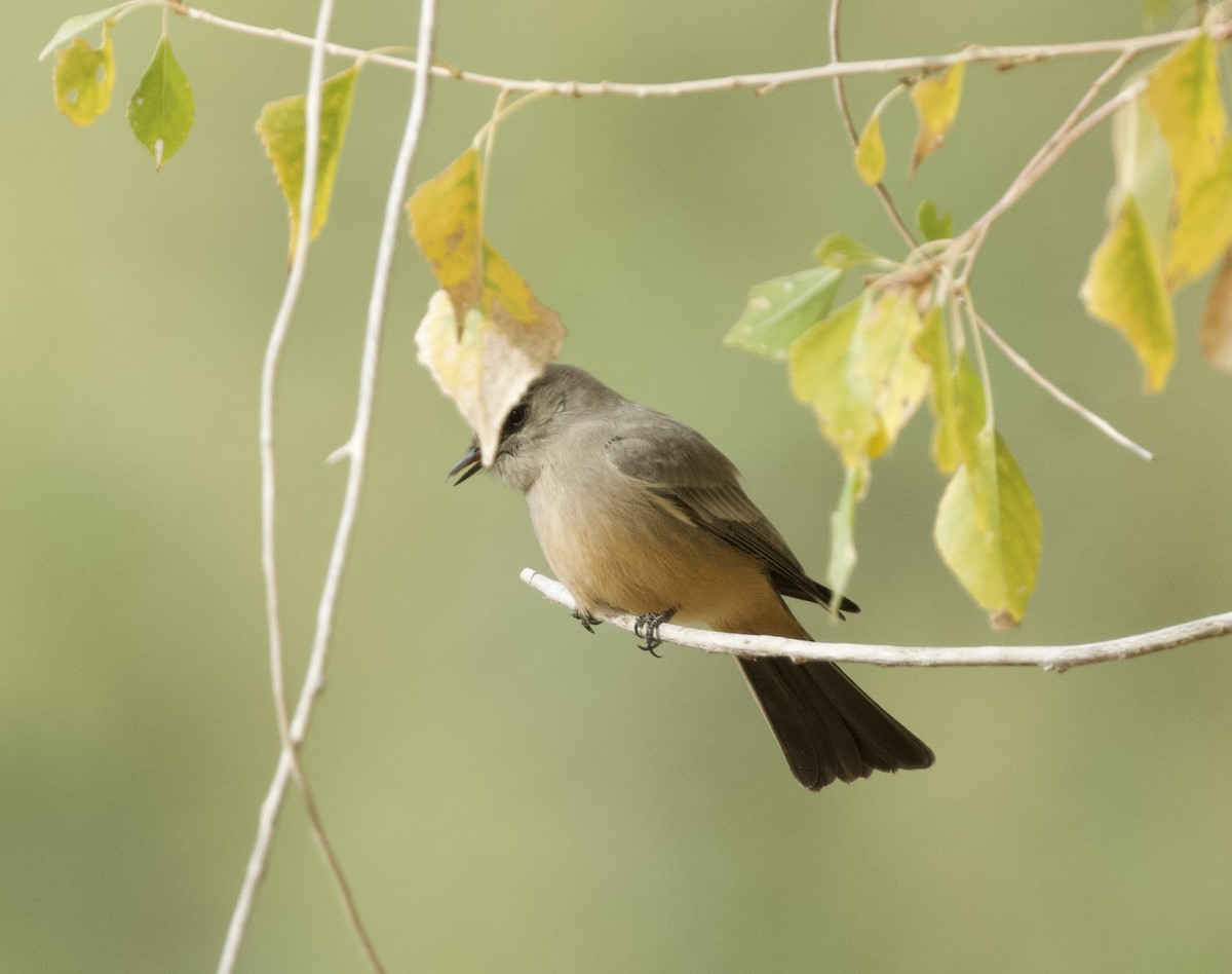 Say's Phoebe - ML627611851