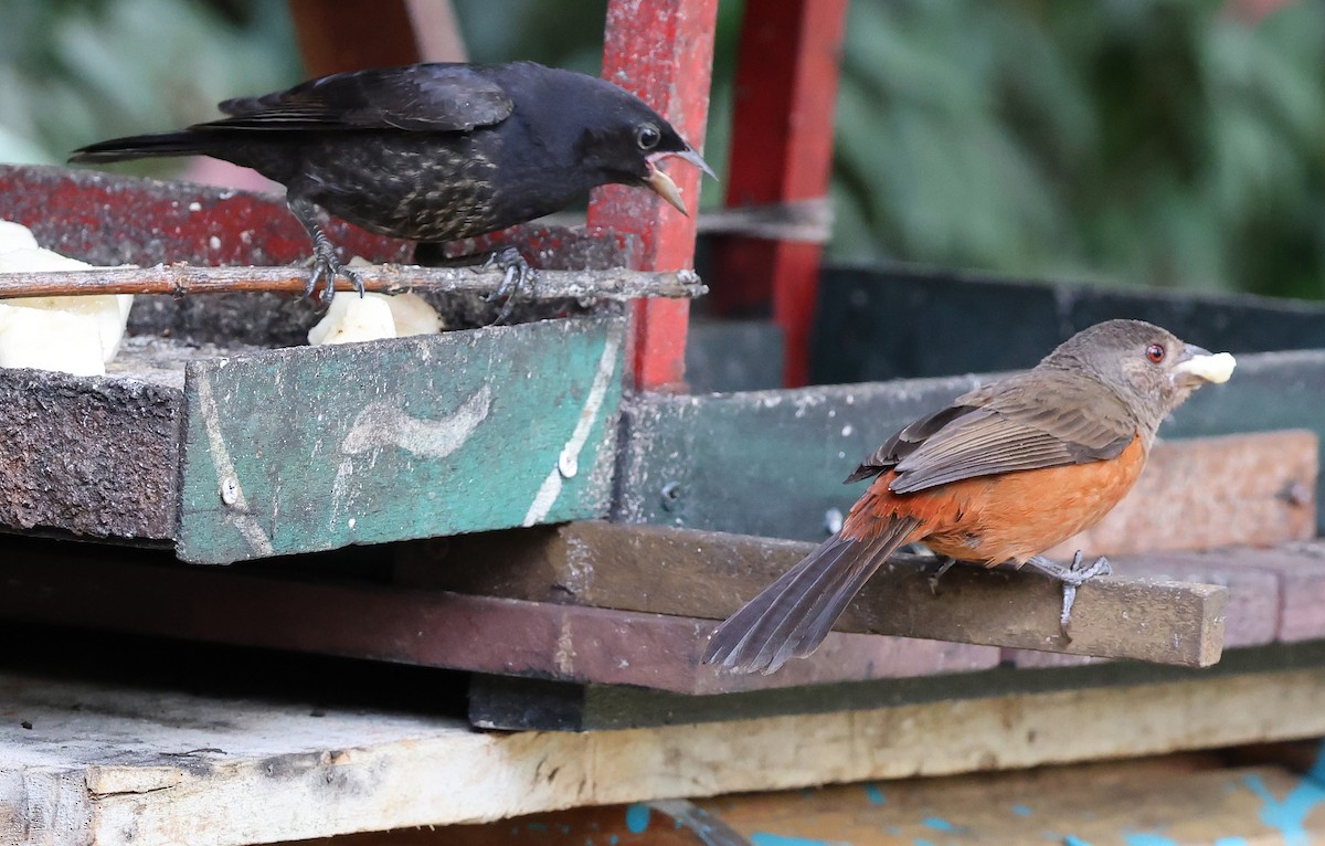 Shiny Cowbird - ML627611872