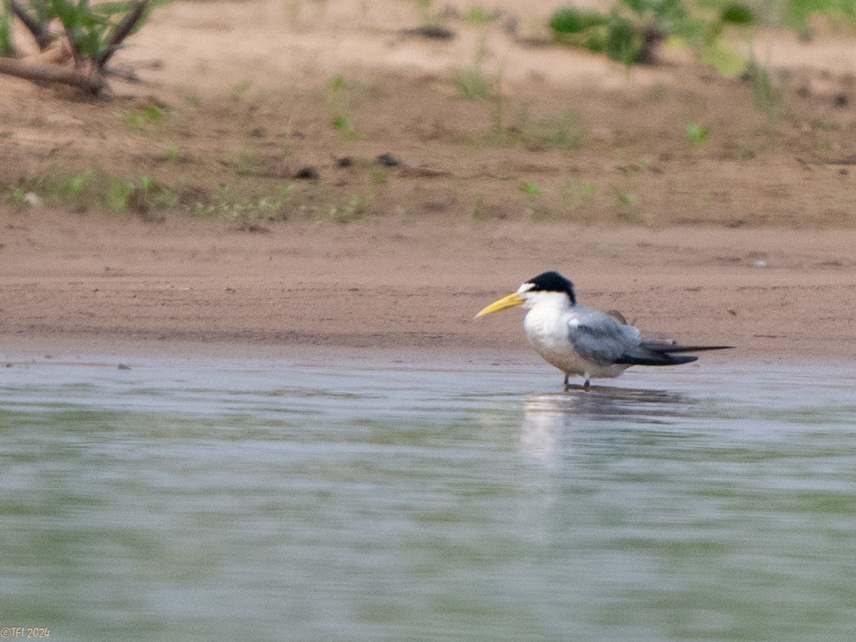 Yellow-billed Tern - ML627611906