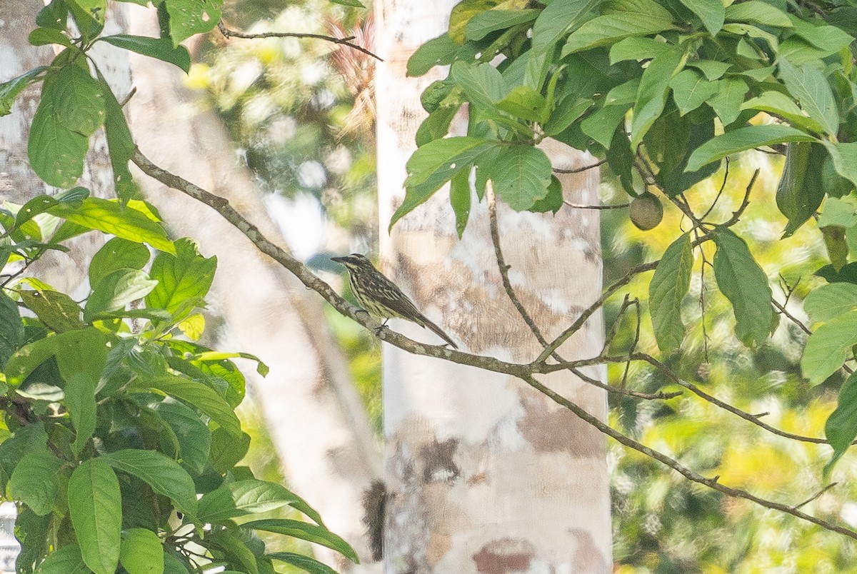 Streaked Flycatcher - ML627611967