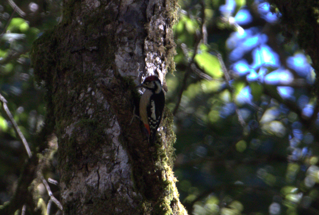 Himalayan Woodpecker - ML627612005