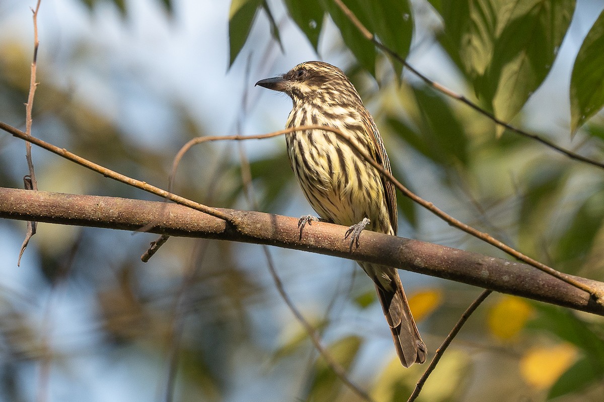 Streaked Flycatcher - ML627612006