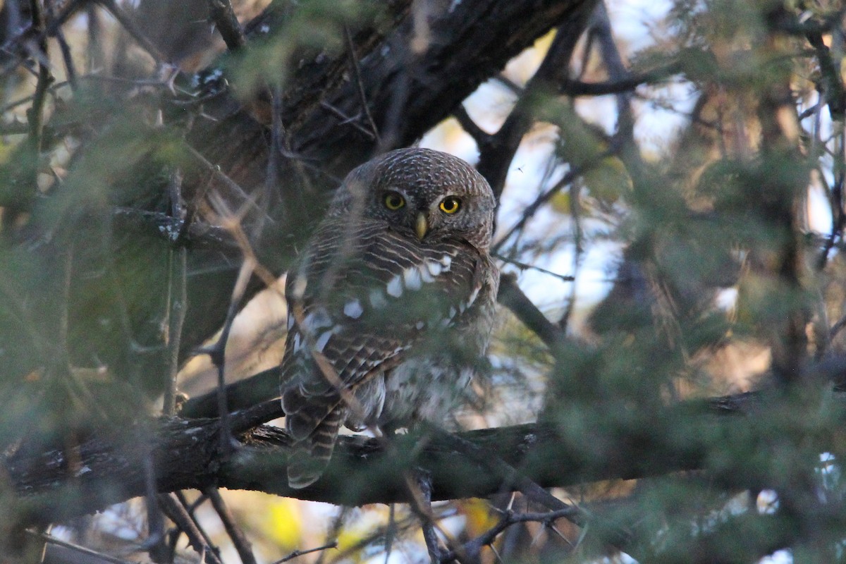 African Barred Owlet - ML627612078