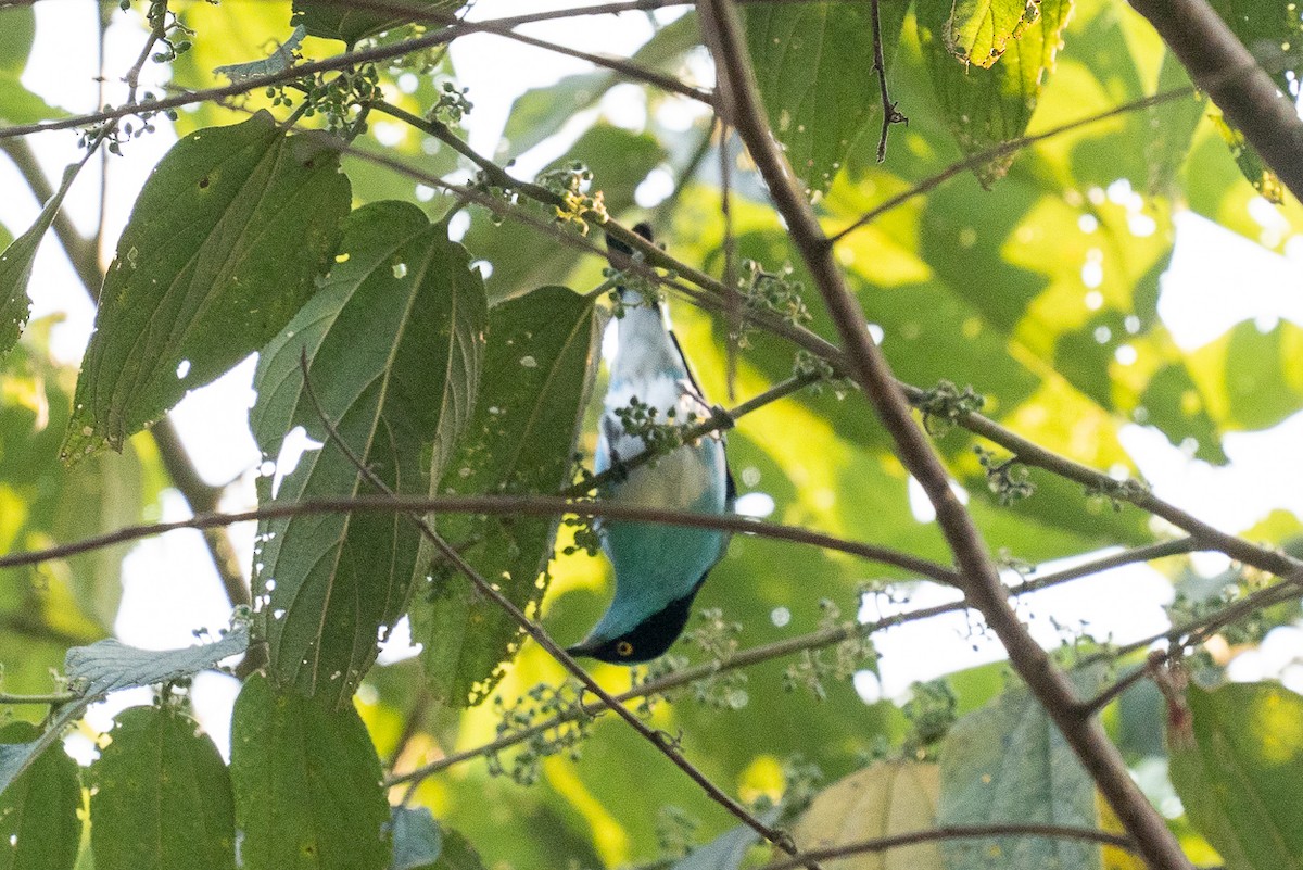 Black-faced Dacnis - ML627612110