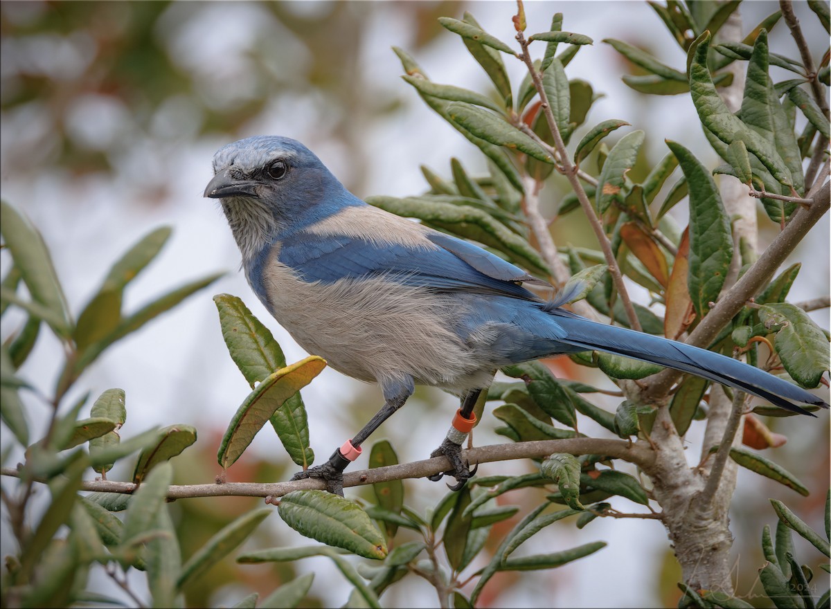 Florida Scrub-Jay - ML627612285