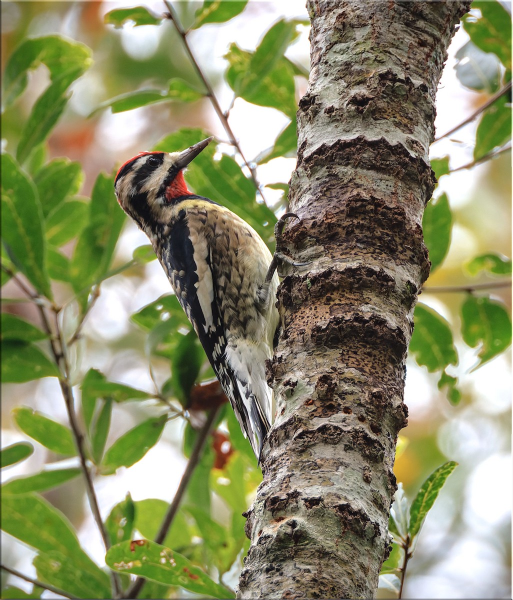 Yellow-bellied Sapsucker - ML627612360