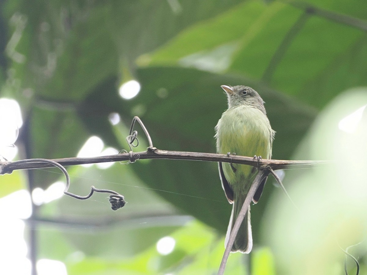 Mishana Tyrannulet - ML627612372