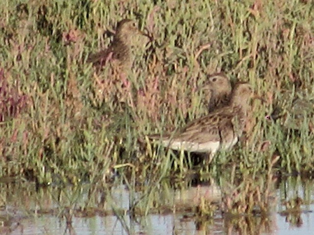 Graubrust-Strandläufer - ML627612373