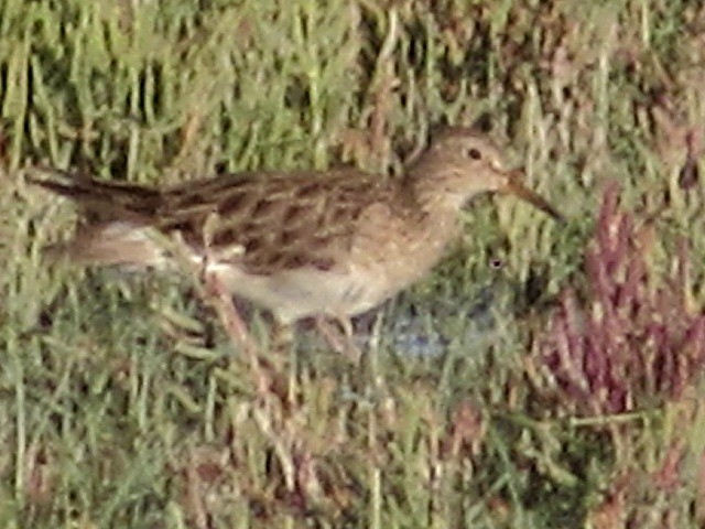 Graubrust-Strandläufer - ML627612374