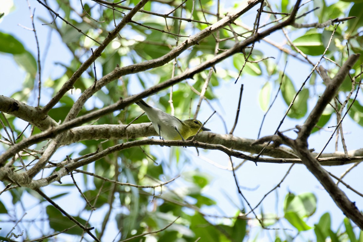 Yellow-throated Vireo - ML627612393