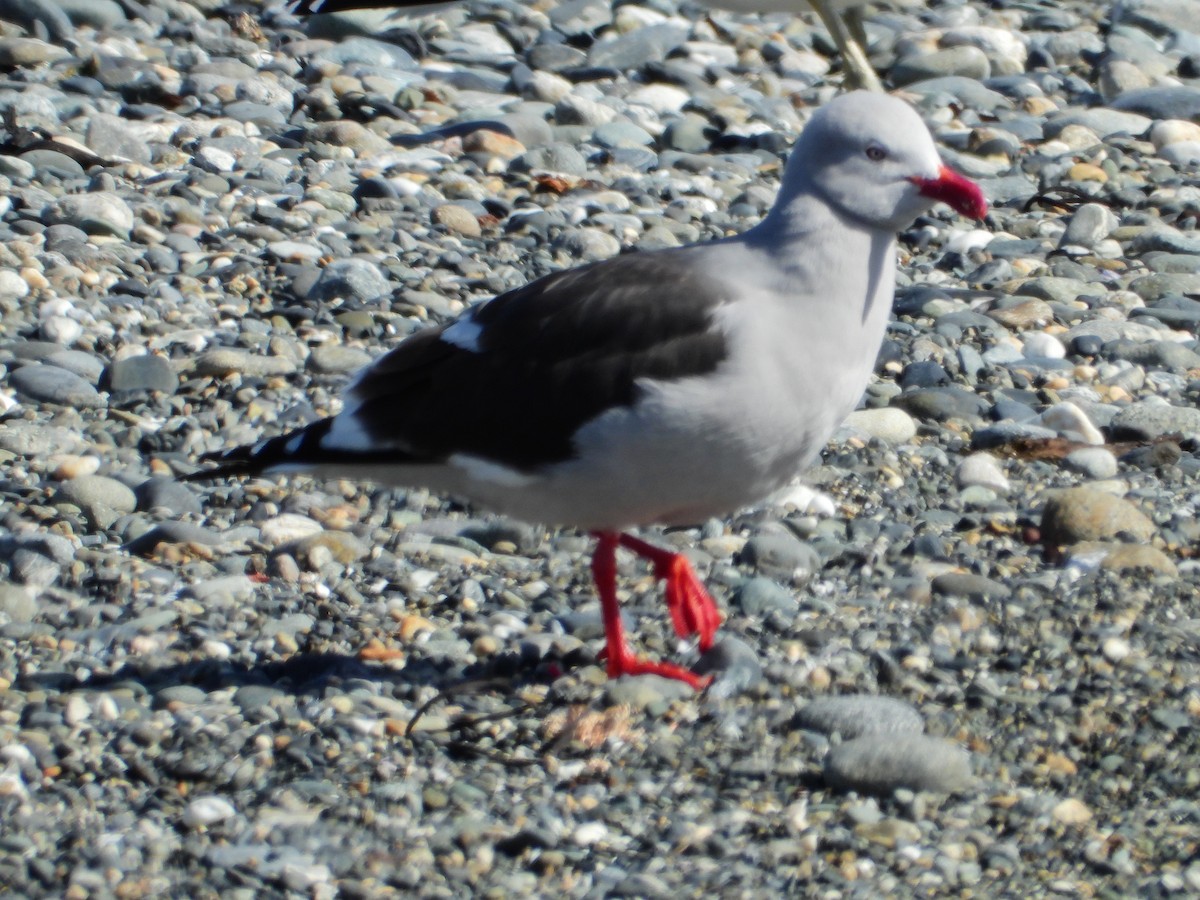 Dolphin Gull - ML627612472