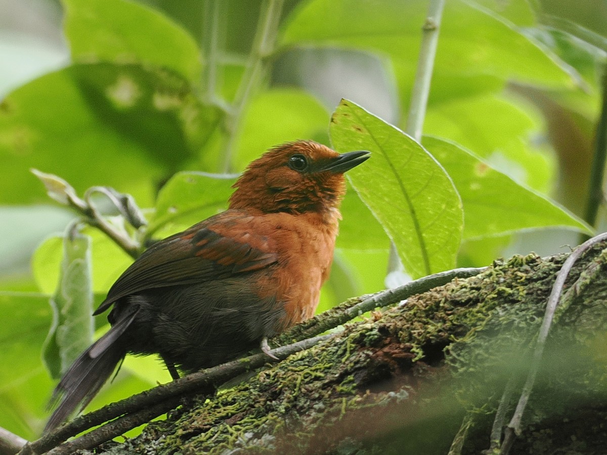 Chestnut-throated Spinetail - ML627612511