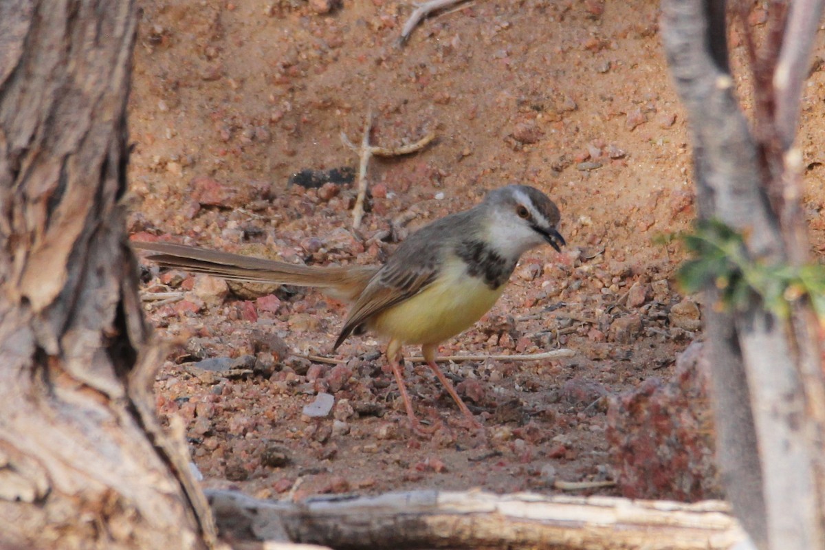 Prinia à plastron - ML627612522