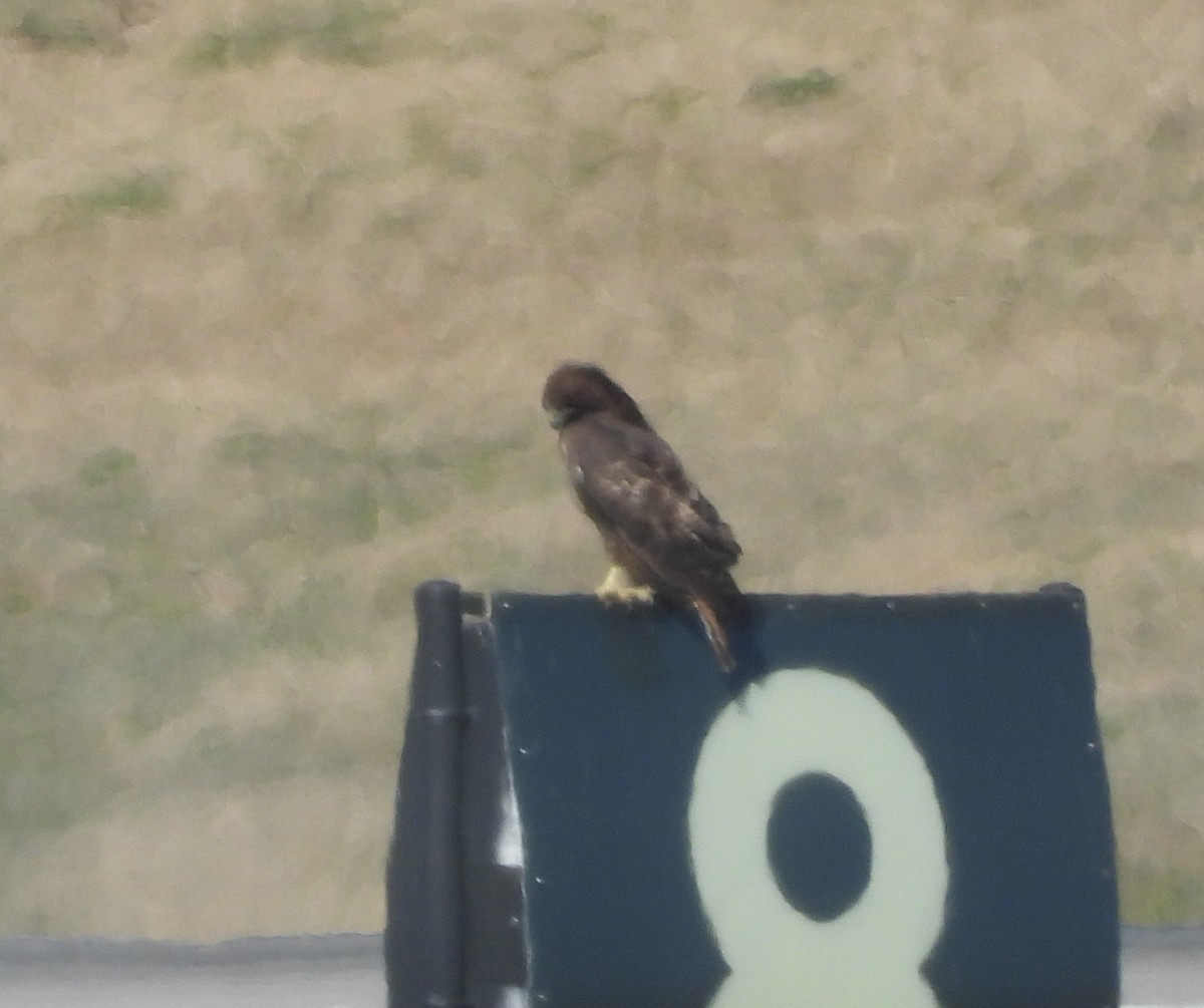 Red-tailed Hawk (calurus/alascensis) - ML627612574