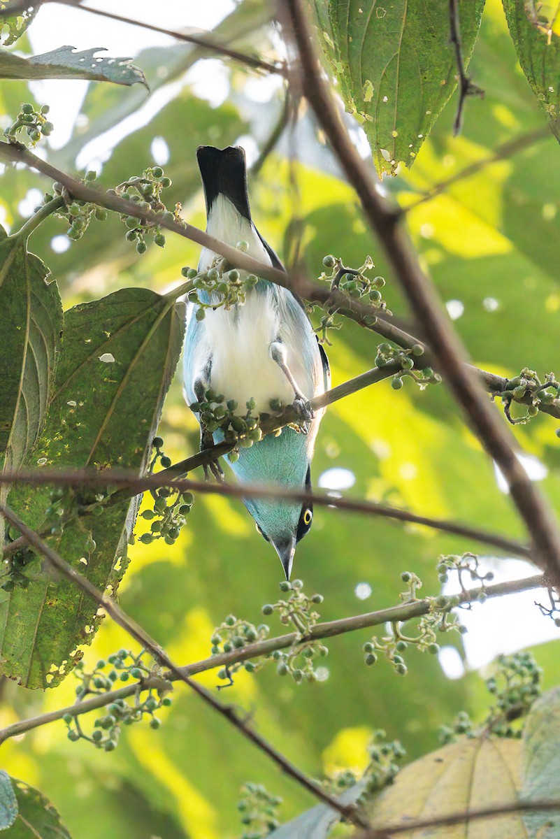 Black-faced Dacnis - ML627612662