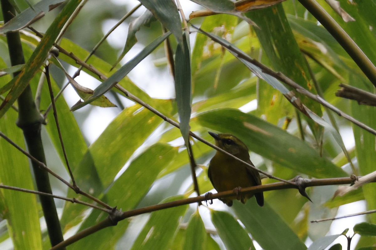 Cuzco Warbler - ML627612674