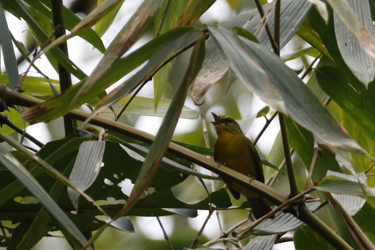 Cuzco Warbler - ML627612675