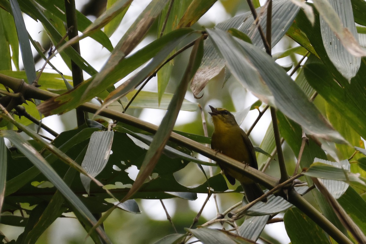 Cuzco Warbler - ML627612676