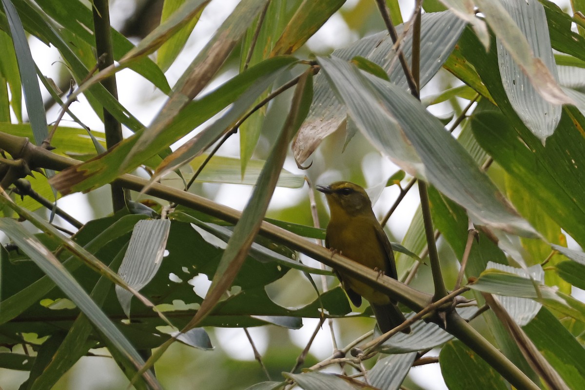 Cuzco Warbler - ML627612677