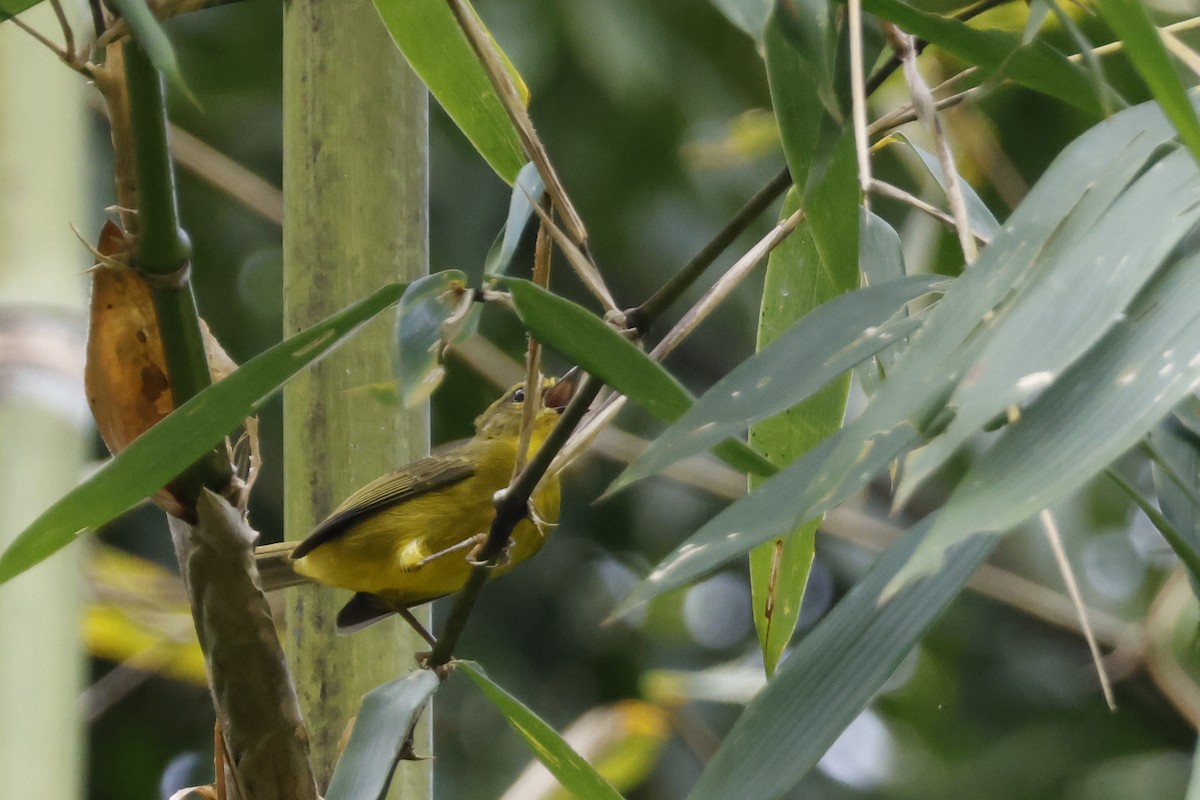 Cuzco Warbler - ML627612692