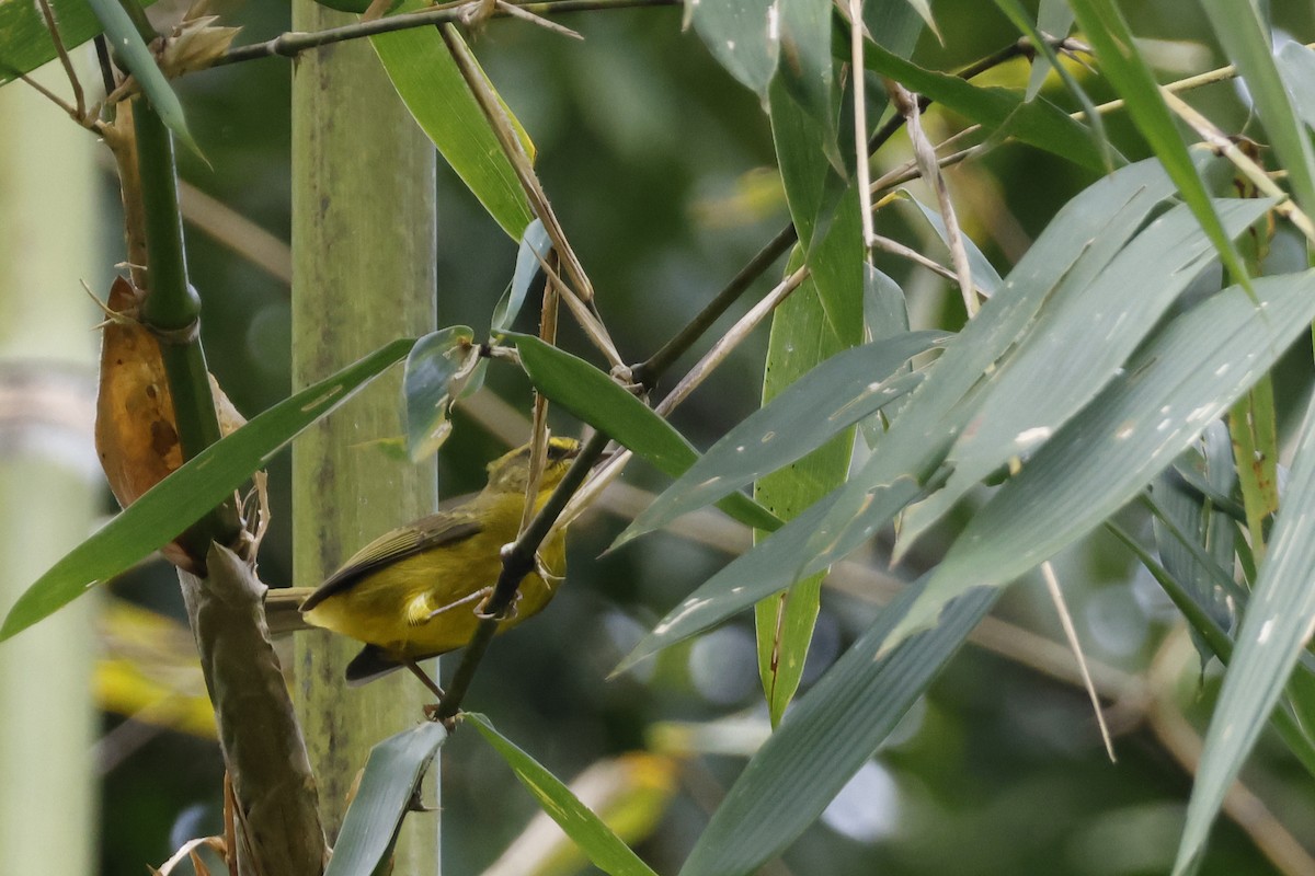 Cuzco Warbler - ML627612693