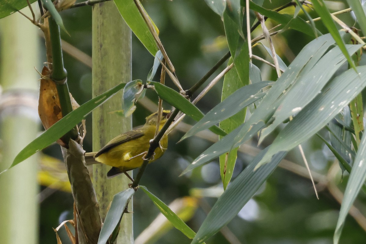 Cuzco Warbler - ML627612694