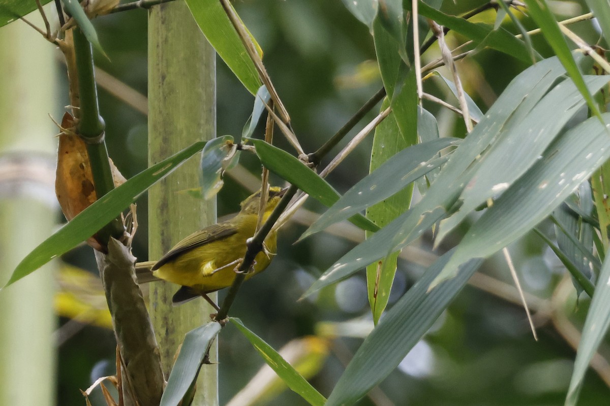 Cuzco Warbler - ML627612695