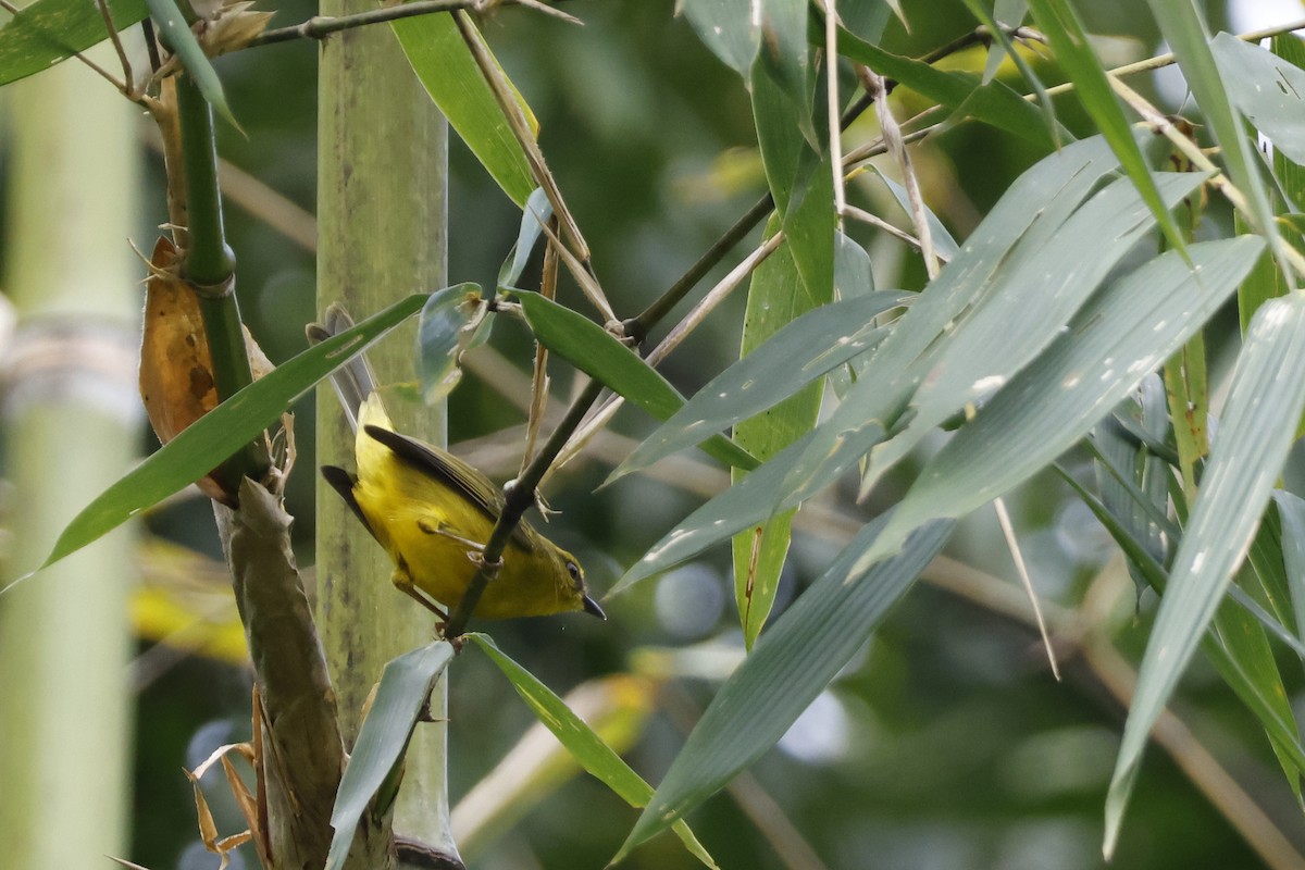 Cuzco Warbler - ML627612696