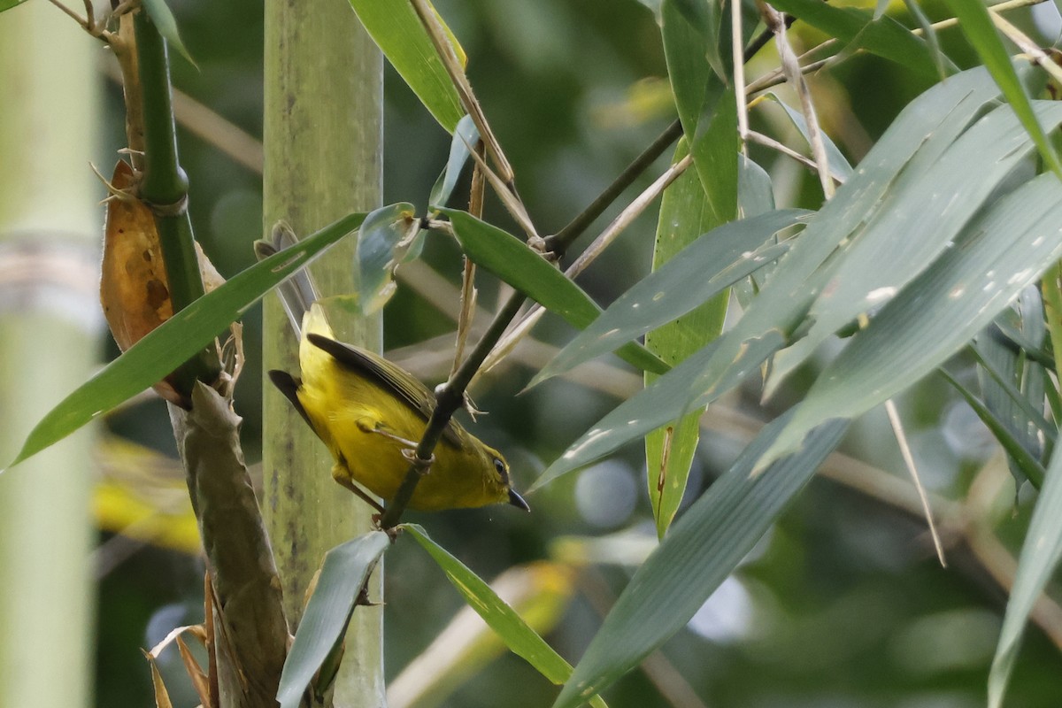 Cuzco Warbler - ML627612697