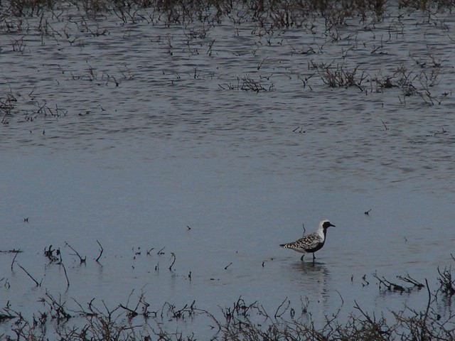 Black-bellied Plover - ML62761271