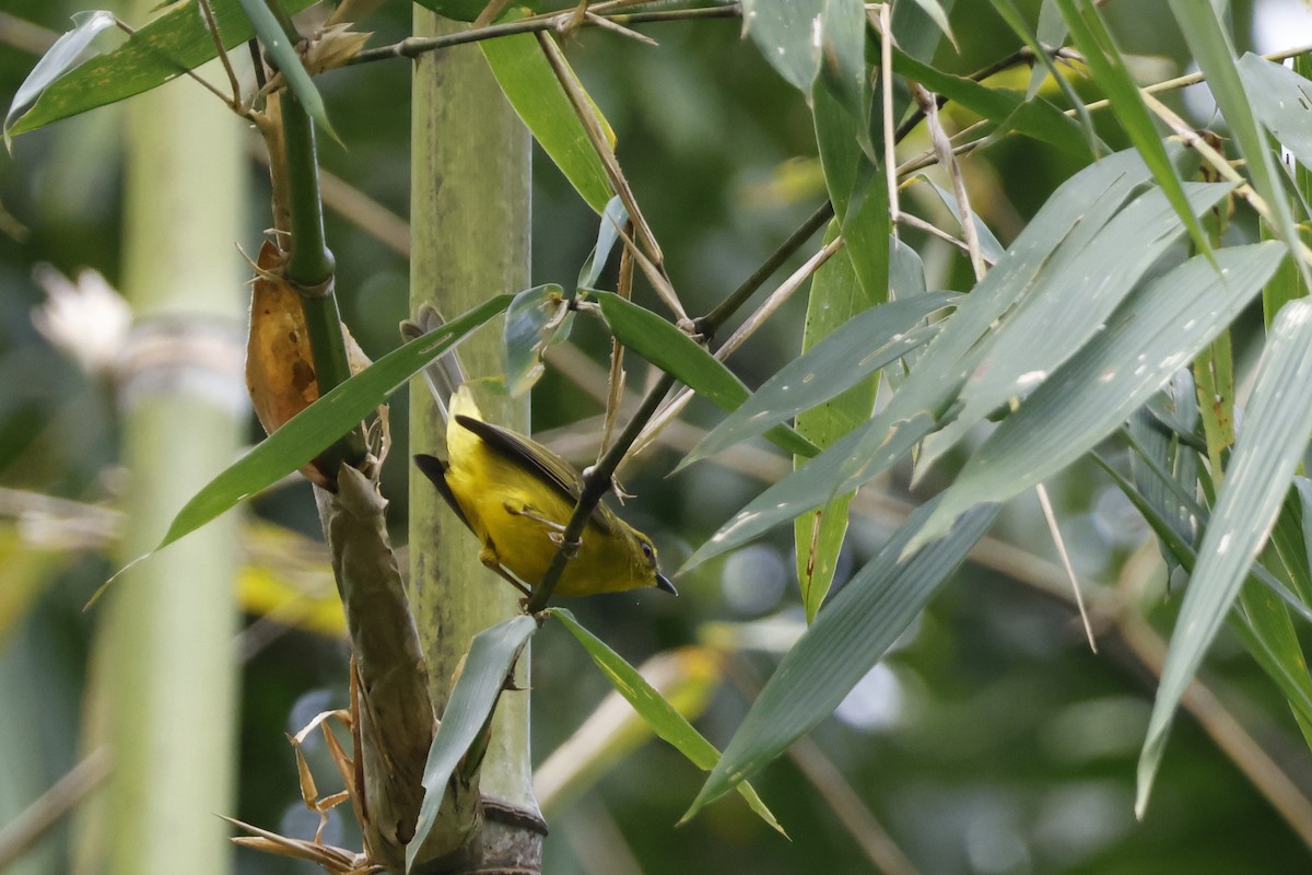 Cuzco Warbler - ML627612717