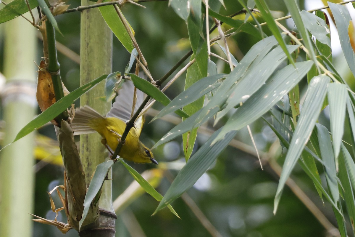 Cuzco Warbler - ML627612719