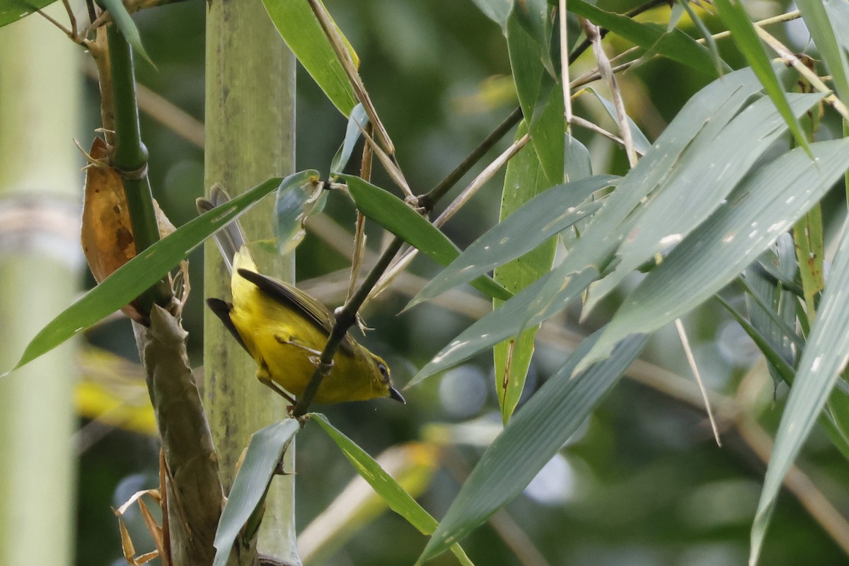 Cuzco Warbler - ML627612720