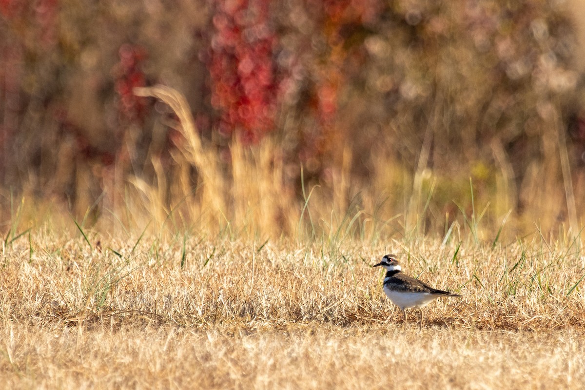 Killdeer - ML627612766